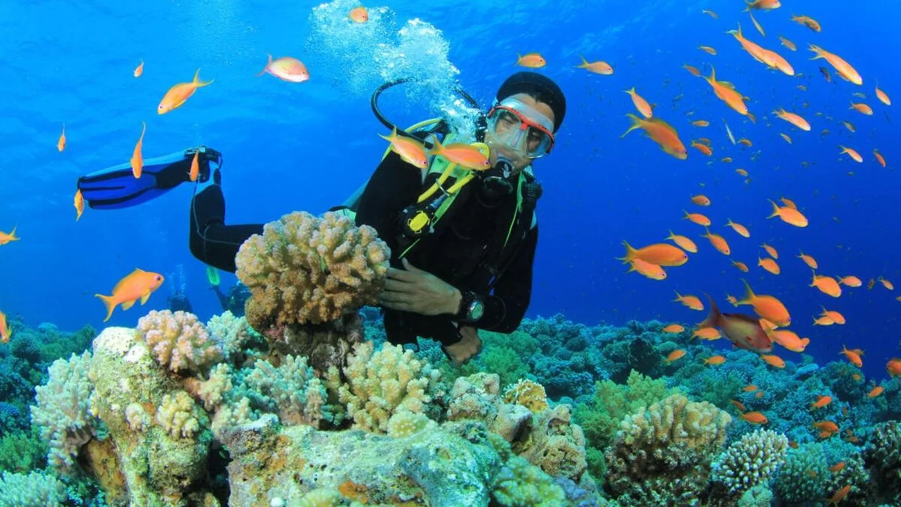 世界海洋日综合体育分析:安达曼卡伦兰奇潜水社区转型数据对比